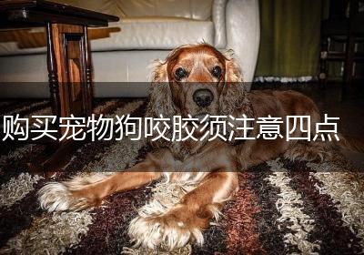 购买宠物狗咬胶须注意四点