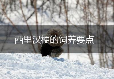 西里汉梗的饲养要点