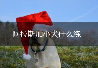 阿拉斯加小犬什么练