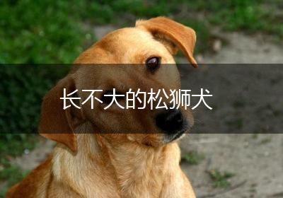 长不大的松狮犬