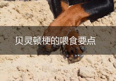 贝灵顿梗的喂食要点