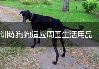 训练狗狗适应周围生活用品