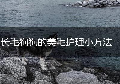 长毛狗狗的美毛护理小方法