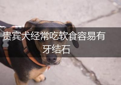 贵宾犬经常吃软食容易有牙结石