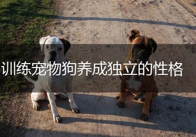 训练宠物狗养成独立的性格
