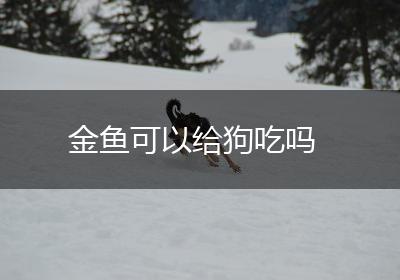 金鱼可以给狗吃吗
