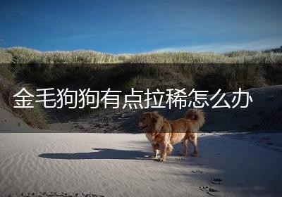 金毛狗狗有点拉稀怎么办