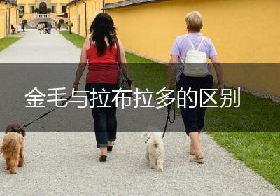 金毛与拉布拉多的区别