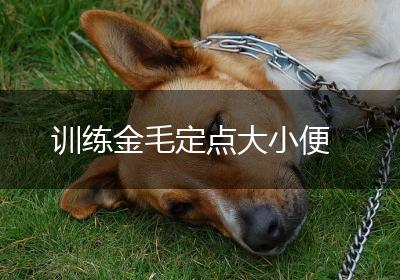 训练金毛定点大小便