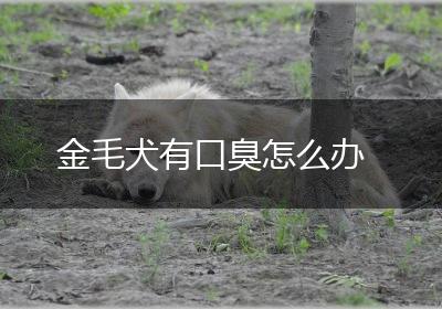 金毛犬有口臭怎么办
