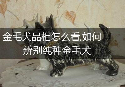 金毛犬品相怎么看,如何辨别纯种金毛犬