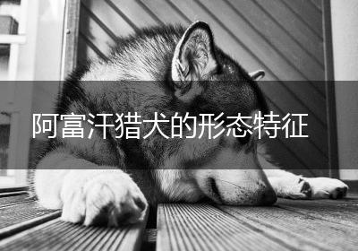阿富汗猎犬的形态特征
