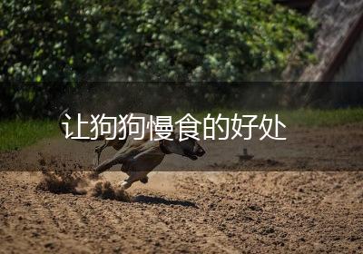 让狗狗慢食的好处