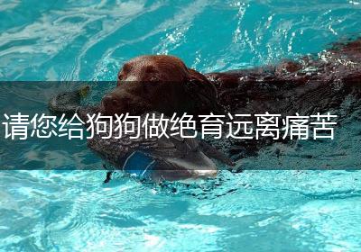 请您给狗狗做绝育远离痛苦