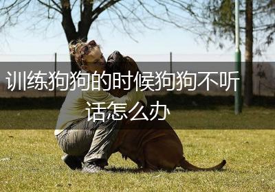 训练狗狗的时候狗狗不听话怎么办