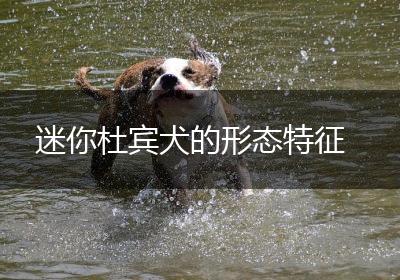 迷你杜宾犬的形态特征