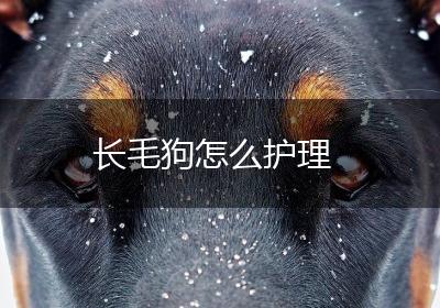 长毛狗怎么护理