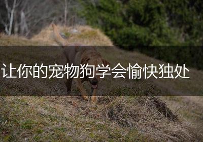 让你的宠物狗学会愉快独处