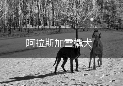阿拉斯加雪橇犬