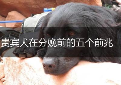贵宾犬在分娩前的五个前兆