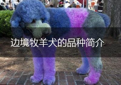 边境牧羊犬的品种简介