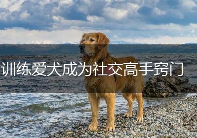 训练爱犬成为社交高手窍门