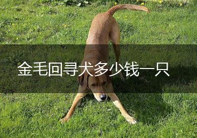 金毛回寻犬多少钱一只