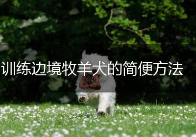训练边境牧羊犬的简便方法