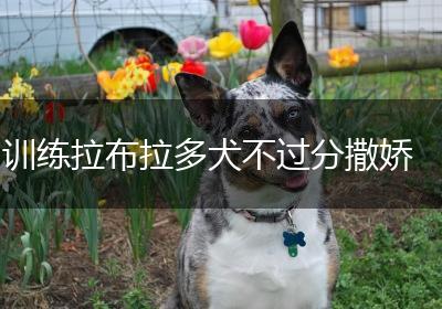 训练拉布拉多犬不过分撒娇