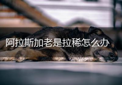 阿拉斯加老是拉稀怎么办
