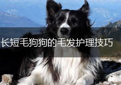 长短毛狗狗的毛发护理技巧