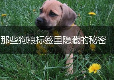 那些狗粮标签里隐藏的秘密