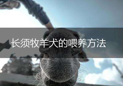 长须牧羊犬的喂养方法