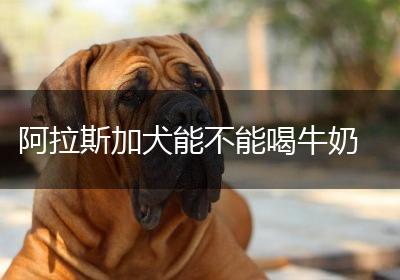 阿拉斯加犬能不能喝牛奶