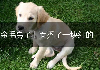 金毛鼻子上面秃了一块红的