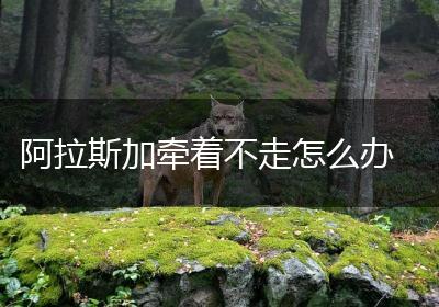 阿拉斯加牵着不走怎么办