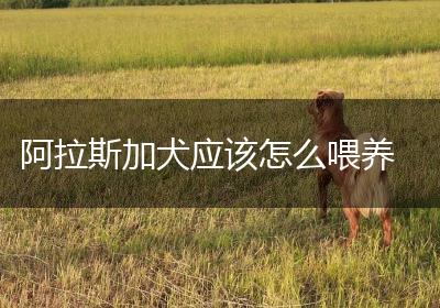 阿拉斯加犬应该怎么喂养