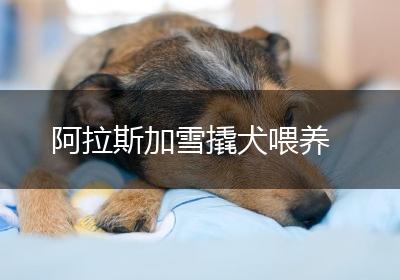 阿拉斯加雪撬犬喂养