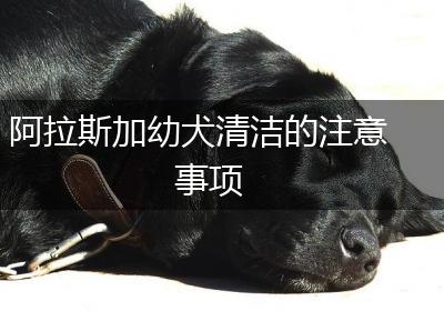 阿拉斯加幼犬清洁的注意事项