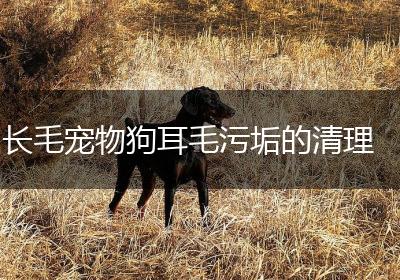长毛宠物狗耳毛污垢的清理