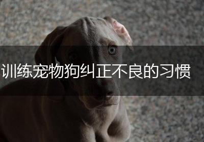 训练宠物狗纠正不良的习惯