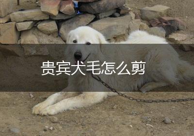 贵宾犬毛怎么剪