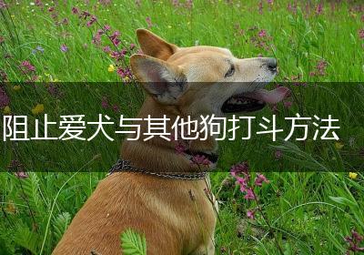阻止爱犬与其他狗打斗方法