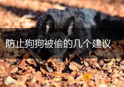 防止狗狗被偷的几个建议