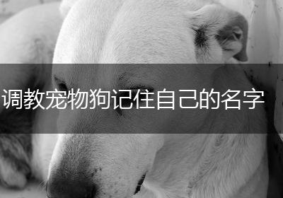 调教宠物狗记住自己的名字
