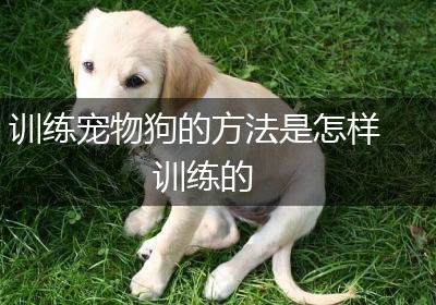 训练宠物狗的方法是怎样训练的
