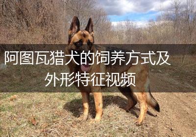 阿图瓦猎犬的饲养方式及外形特征视频