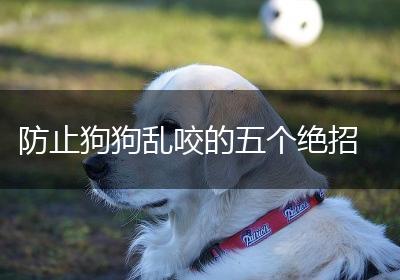 防止狗狗乱咬的五个绝招