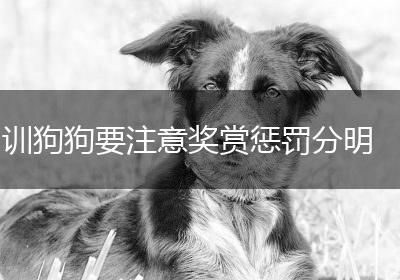 训狗狗要注意奖赏惩罚分明