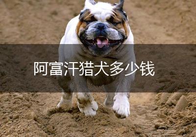 阿富汗猎犬多少钱